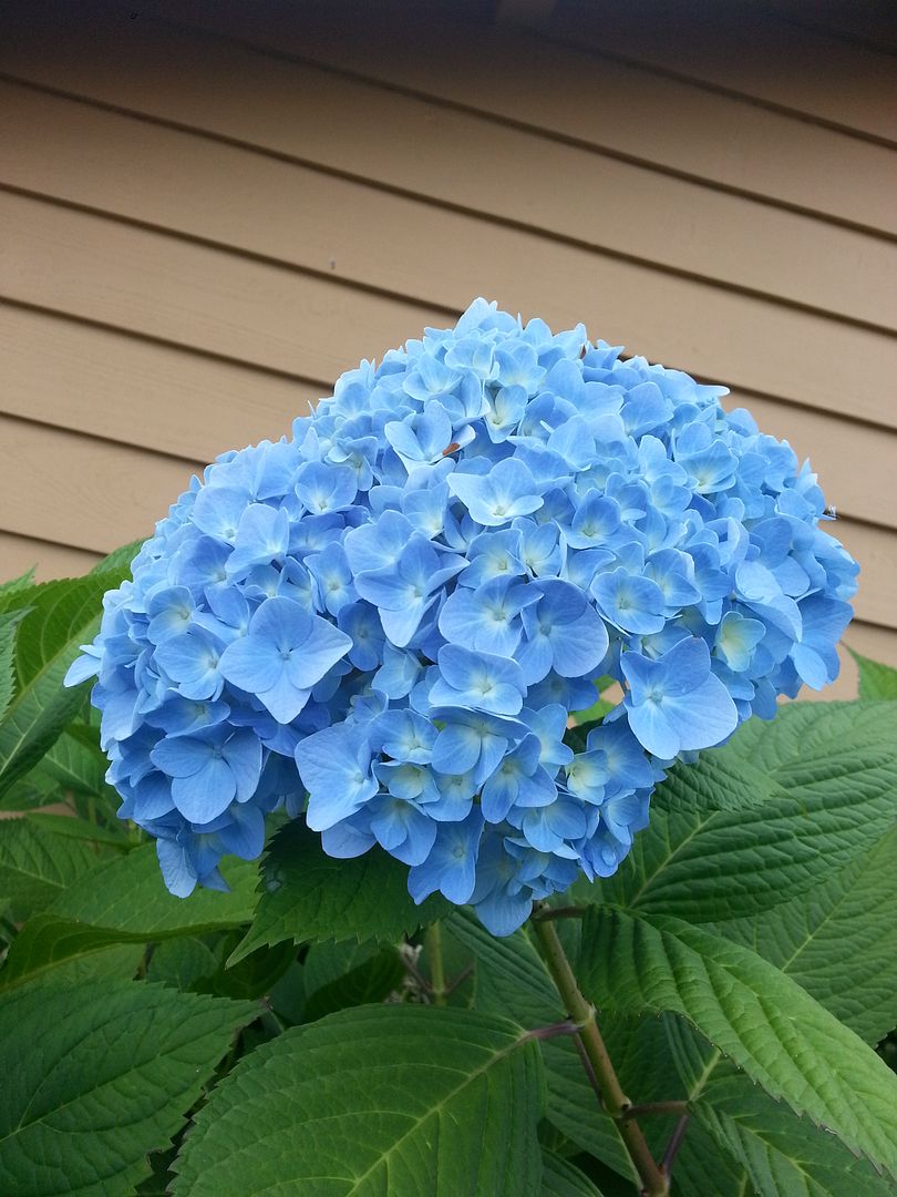  photo 20140909_171945_zpsreziqogj.jpg